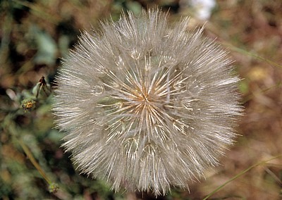 Jakobsweg (Camino Francés): Meseta – Pusteblume (Taraxacum) - Castilla y León