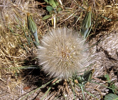 Jakobsweg (Camino Francés): Meseta – Pusteblume (Taraxacum) - Castilla y León