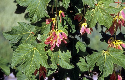 Jakobsweg (Camino Francés): Ahorn (Acer) mit roten Ahornfrüchten - Castilla y León