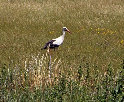 Jakobsweg (Camino Francés): Weißstorch (Ciconia ciconia) - Castilla y León