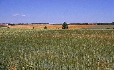 Jakobsweg (Camino Francés): Weizenfelder - Castilla y León