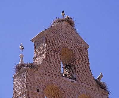 Jakobsweg (Camino Francés): Weißstörche (Ciconia ciconia) auf einem Kirchturm - León