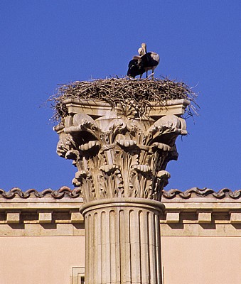 Plaza de Isidoro: Weißstörche (Ciconia ciconia) auf einer römischen Säule - León