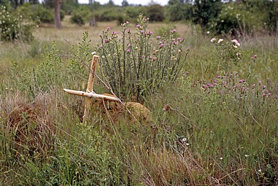 Jakobsweg (Camino Francés): Holzkreuz in einer Wiese - Castilla y León
