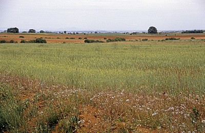 Jakobsweg (Camino Francés): Felder - Castilla y León