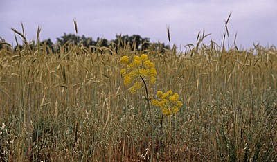 Jakobsweg (Camino Francés): Fenchel (Foeniculum vulgare) - Castilla y León