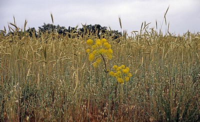 Jakobsweg (Camino Francés): Weizenfeld - Castilla y León