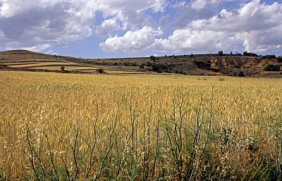 Jakobsweg (Camino Francés): Weizenfelder - Castilla y León