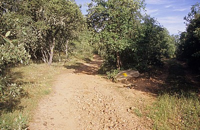 Jakobsweg (Camino Francés): Der Weg führt nach links ins Licht - Castilla y León