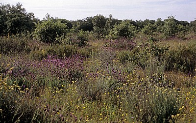 Jakobsweg (Camino Francés): Heidelandschaft (Erica) - Castilla y León