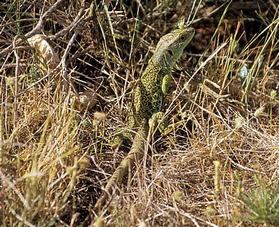Jakobsweg (Camino Francés): Smaragdeidechse (Lacerta) - Castilla y León