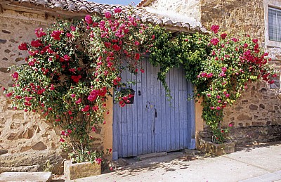 Jakobsweg (Camino Francés): Holztür von Rosen umrahmt - Santa Catalina de Somoza