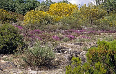 Jakobsweg (Camino Francés): Puerto de Foncebadón – Heidelandschaft (Erica) - Castilla y León