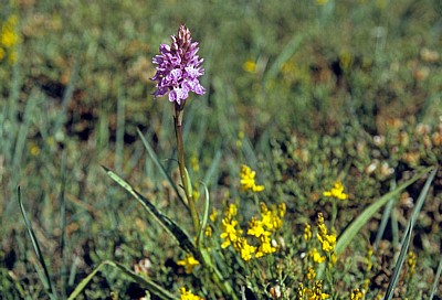 Jakobsweg (Camino Francés): Knabenkraut (Dactylorhiza) - Castilla y León