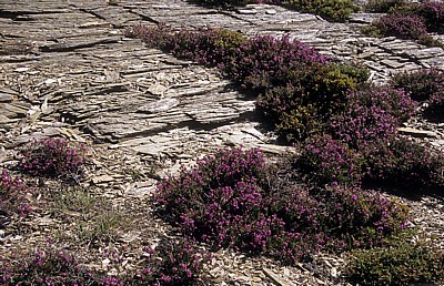 Jakobsweg (Camino Francés): Heidelandschaft (Erica) - Castilla y León