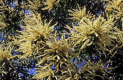 Jakobsweg (Camino Francés): Edelkastanie (Castanea sativa) - Blüten - Castilla y León