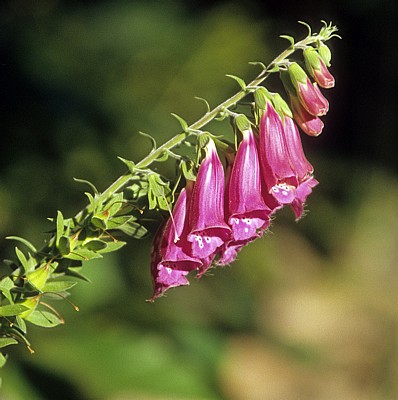 Jakobsweg (Camino Francés): Camino duro - Roter Fingerhut (Digitalis purpurea) - Castilla y León
