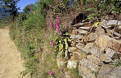 Jakobsweg (Camino Francés): Auf dem Weg nach O Cebreiro - Castilla y León