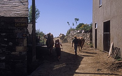 Jakobsweg (Camino Francés): Pilger und Kühe teilen sich den Weg - Biduedo