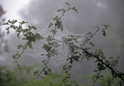 Jakobsweg (Camino Francés): Mit Tautropfen benetztes Spinnennetz - Galicia