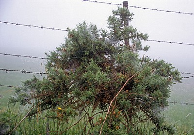 Jakobsweg (Camino Francés): Mit Tautropfen benetzte Spinnennetze - Galicia