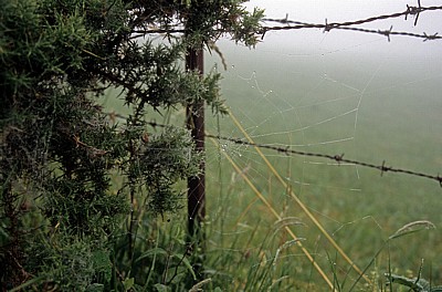 Jakobsweg (Camino Francés): Mit Tautropfen benetztes Spinnennetz - Galicia