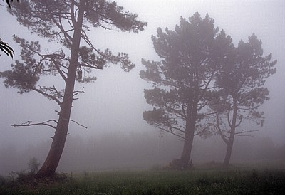 Jakobsweg (Camino Francés): Bäume im Morgennebel - Galicia