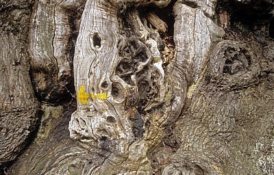 Jakobsweg (Camino Francés): Edelkastanie (Castanea sativa) - Detail - Ramil