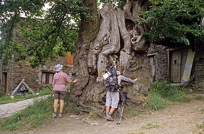 Jakobsweg (Camino Francés): Pilger an der alten Edelkastanie (Castanea sativa) - Ramil