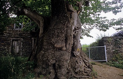 Jakobsweg (Camino Francés): Edelkastanie (Castanea sativa) - Ramil