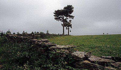 Jakobsweg (Camino Francés): Auf dem Weg nach Aguíada - Bäume auf einer Wiese - Galicia