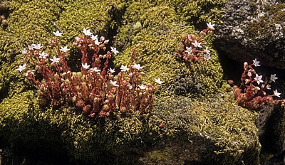 Jakobsweg (Camino Francés): Fetthenne (Sedum dasyphyllum) - Galicia