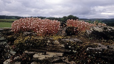 Jakobsweg (Camino Francés): Steinmauer mit Fetthennen (Sedum dasyphyllum) - Galicia
