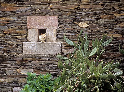 Jakobsweg (Camino Francés): Katze in einer Öffnung eines Steinhauses - Galicia