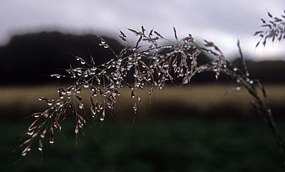 Jakobsweg (Camino Francés): Gräser mit Tropfen - Galicia