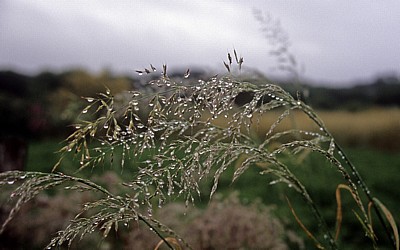 Jakobsweg (Camino Francés): Gräser mit Tropfen - Galicia