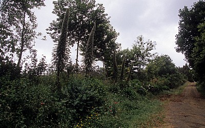 Jakobsweg (Camino Francés): Vegetation am Wegesrand - Galicia