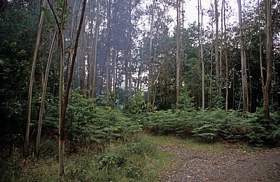 Jakobsweg (Camino Francés): Eukalyptuswald - Galicia
