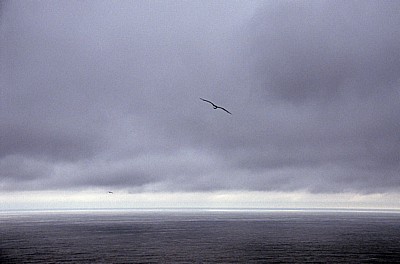 Jakobsweg (Camino a Fisterra): Steppenmöwen (Larus cachinnans) über dem Golf von Biskaya - Kap Finisterre