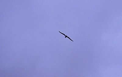 Jakobsweg (Camino a Fisterra): Steppenmöwe (Larus cachinnans) - Kap Finisterre