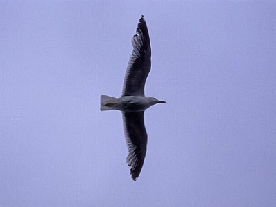 Jakobsweg (Camino a Fisterra): Steppenmöwe (Larus cachinnans) - Kap Finisterre