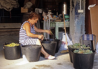Jakobsweg (Caminho Português): Frau beim Sortieren von Weintrauben - Ponte Sampaio
