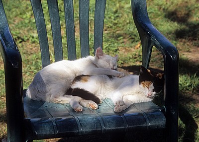 Jakobsweg (Caminho Português): “Kiosco o Pelegrin“ - Schlafende Katzen - Bértola