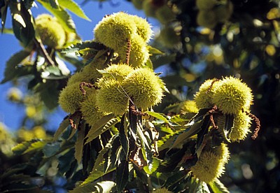 Jakobsweg (Caminho Português): Zwischen San Mauro und Tivo - Edelkastanie (Castanea sativa): Fruchtstände - Galicia
