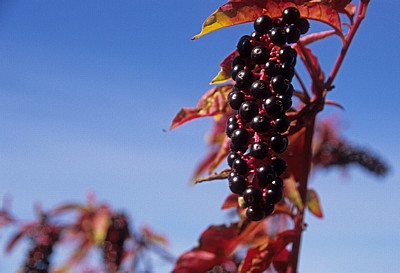 Jakobsweg (Caminho Português): Amerikanische Kermesbeere (Phytolacca americana) - Río Agra