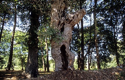 Jakobsweg (Caminho Português): Zwischen Tivo und Caldas de Reis – Eichen (Quercus) - Galicia