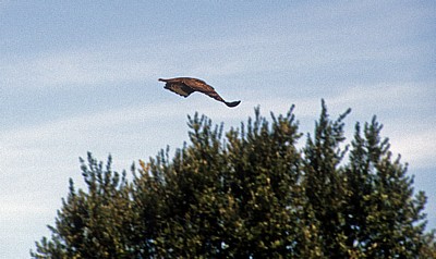 Jakobsweg (Caminho Português): Zwischen Tivo und Caldas de Reis - Steinadler (Aquila chrysaetos)  - Galicia