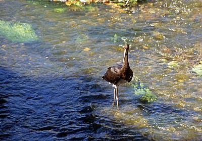 Jakobsweg (Caminho Português): Junger Schwarzstorch (Ciconia nigra) im Río Umia - Caldas de Reis