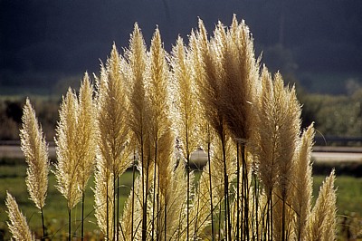 Jakobsweg (Caminho Português): Auf dem Weg nach Carracedo - Pampasgras (Cortaderia selloana) - Galicia