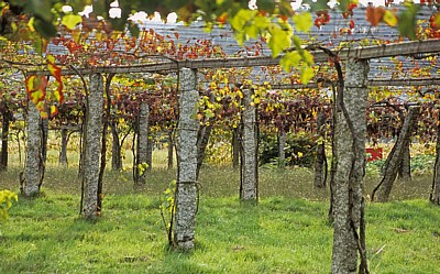 Jakobsweg (Caminho Português): Auf dem Weg nach O Pino - Weinreben (Vitis vinifera) - Galicia